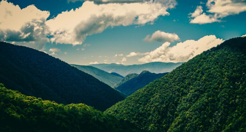 Wald und Berge in Neuseeland